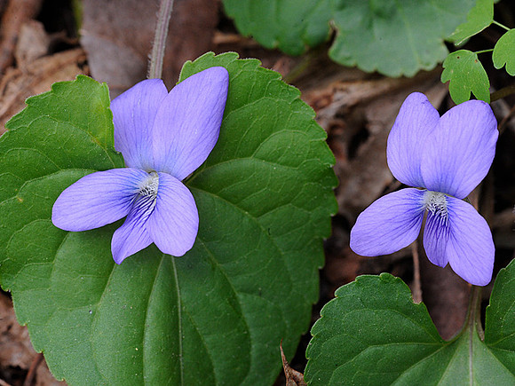 Common blue violet