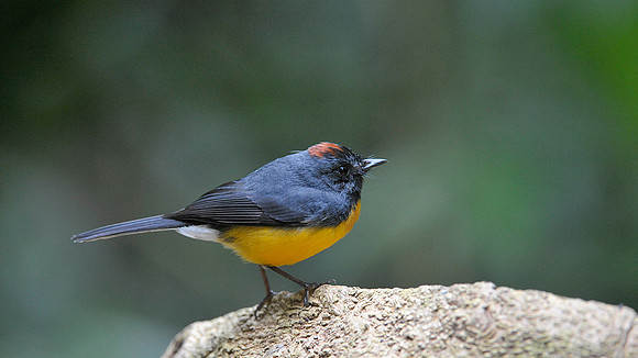 Slate-throated Redstart