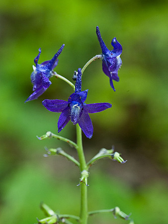 Dwarf Larkspur