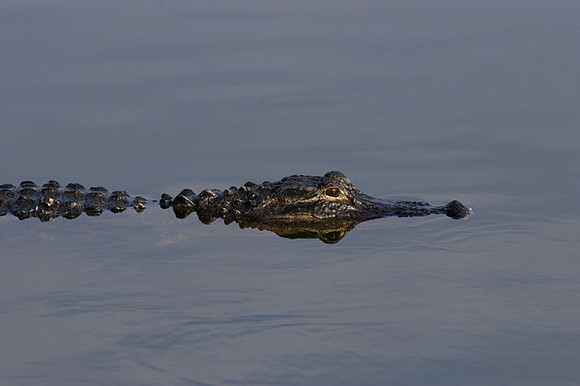 Alligator, Florida Everglades