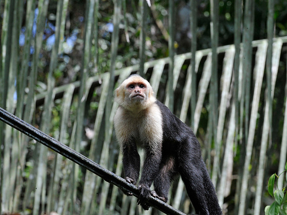 White faced monkey