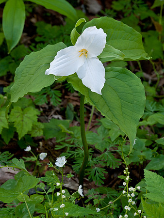 Large Flowering Trillium