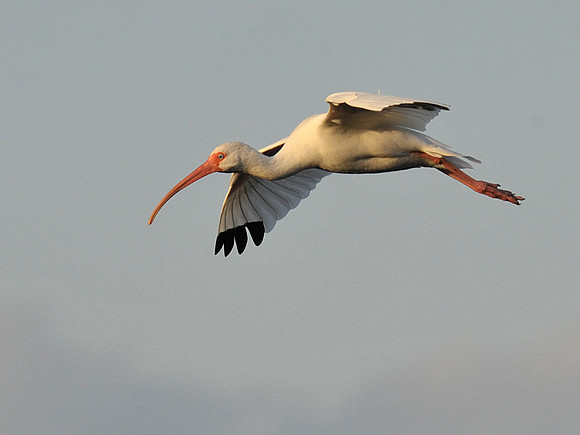 Ibis in flight