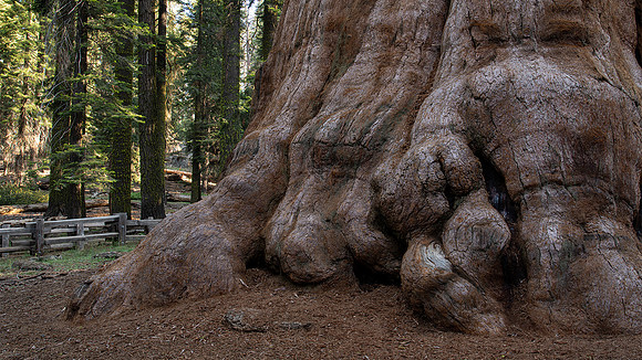 base of Giant Sequoia tree