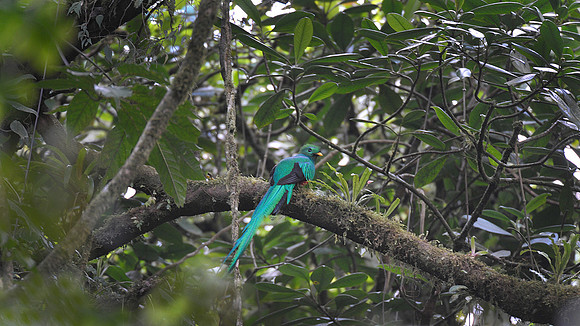 Resplendent Quetzal