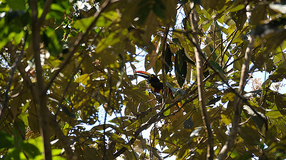 Fiery Billed Aracari