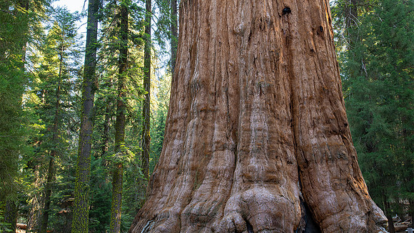 Mighty Sequoia tree