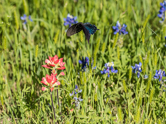 Texas Hill Country