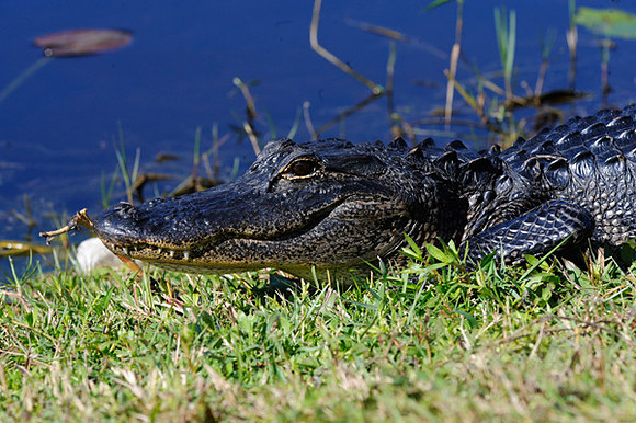 Alligator, Florida Everglades