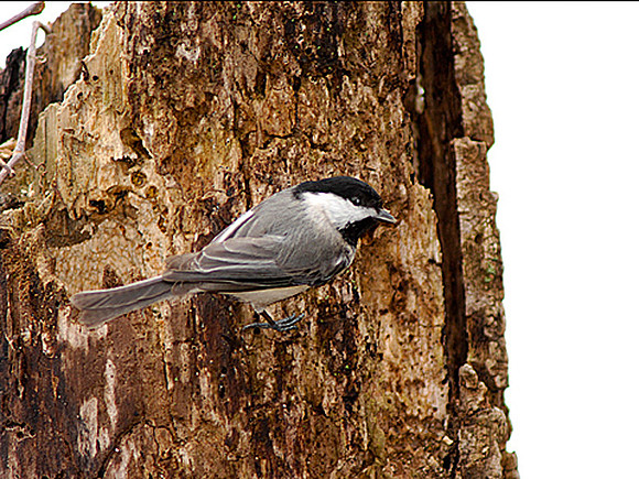 Carolina Chickadee