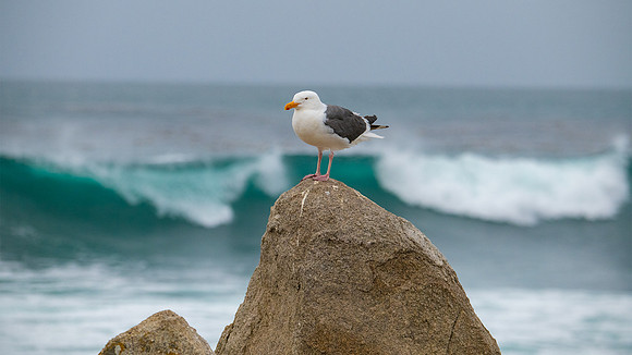 Watching the waves