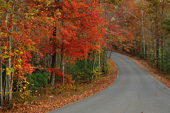 Fall Color at Red River Gorge