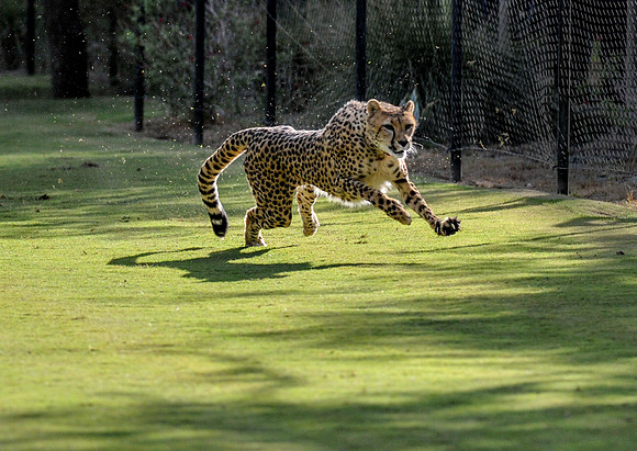 Cheetah Run