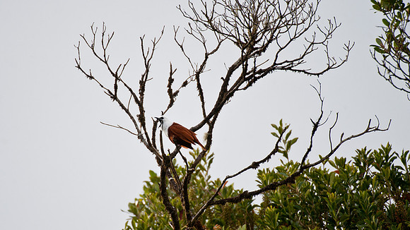 Three Wattled Bellbird