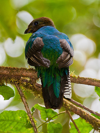 Resplendent Quetzal