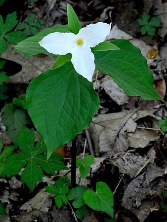 Large Flowering Trillium