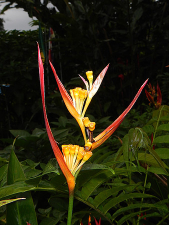 Heliconia flower