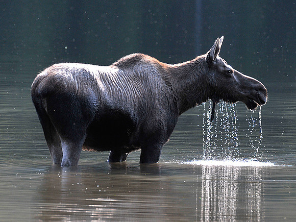 Cow Moose at Akamina Lake