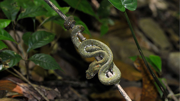 Palm Pit Viper