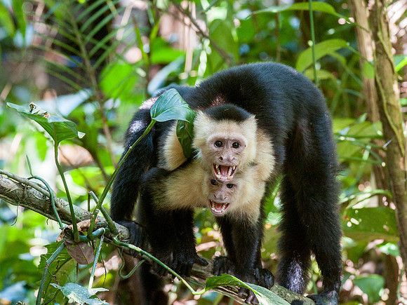 White Faced Monkeys