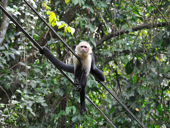White faced Monkey