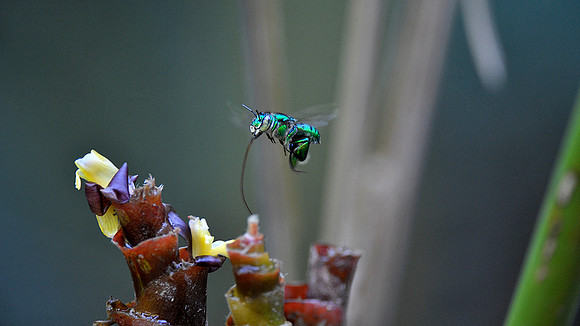 Orchid Bee