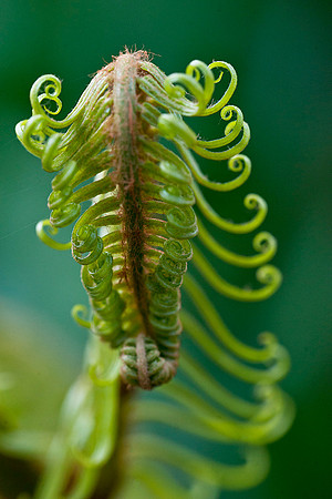 Fern