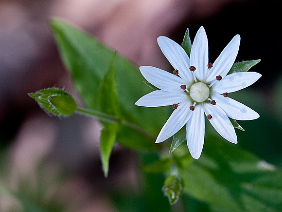 Chickweed