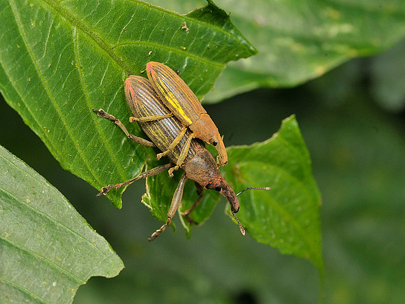 Mating Weevils