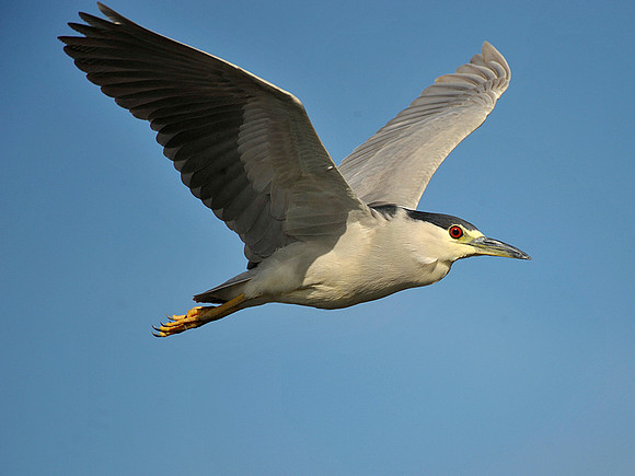 Black Crowned Night Heron