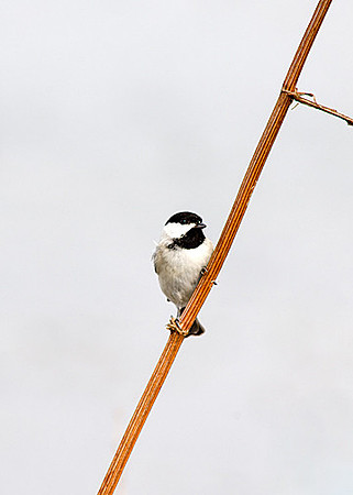 Carolina Chickadee
