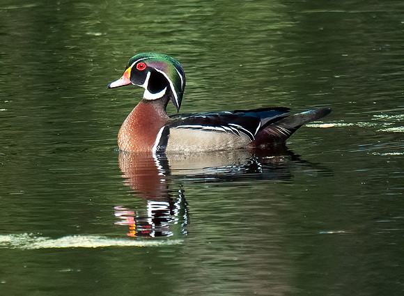 Wood Duck (male)