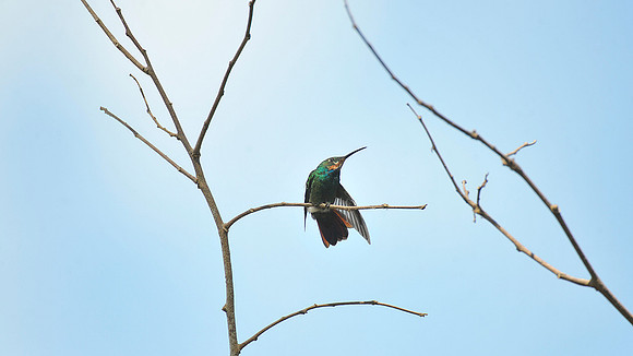 Ruby Throated Hummingbird