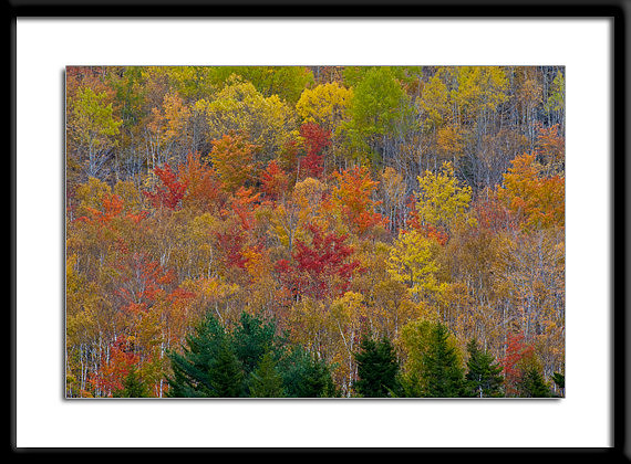 Fall Color