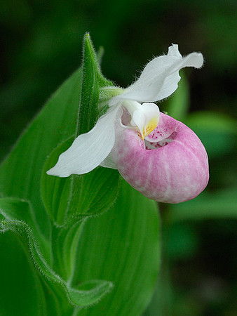 Showy Ladies slipper Orchid