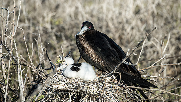 Frigatebird with chick