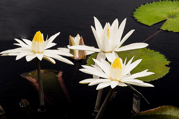 Longwood Gardens