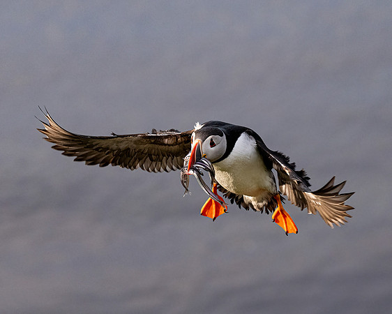 Atlantic Puffin