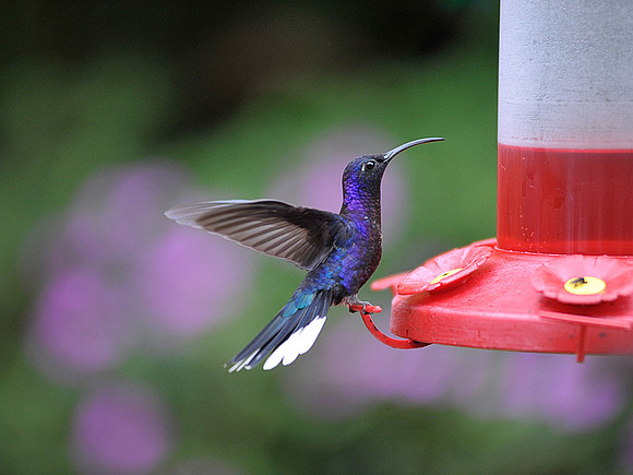 Violet Sabrewing