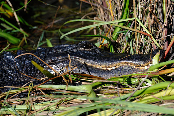Alligator, Florida Everglades