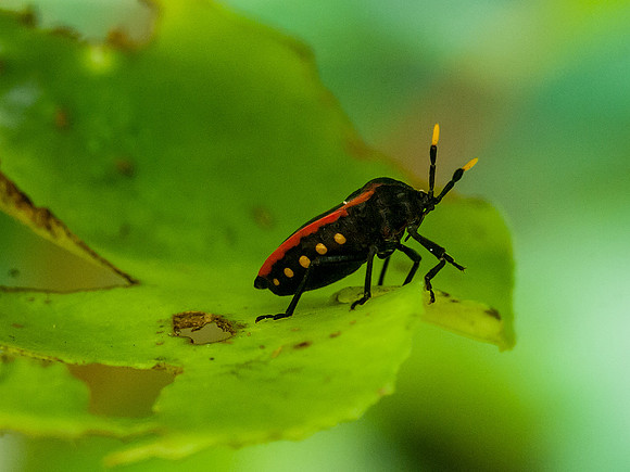 Beetle
