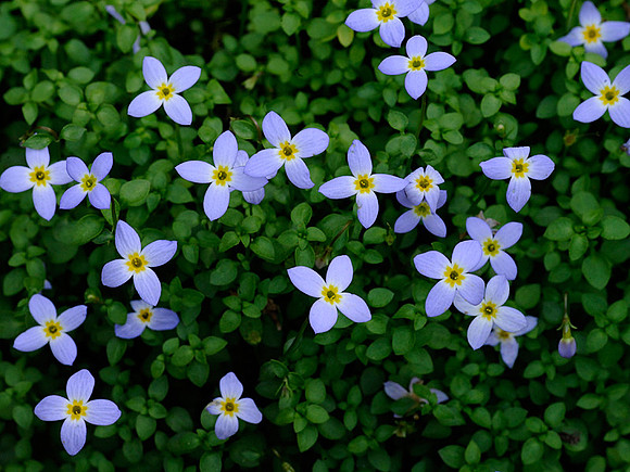 Bluets