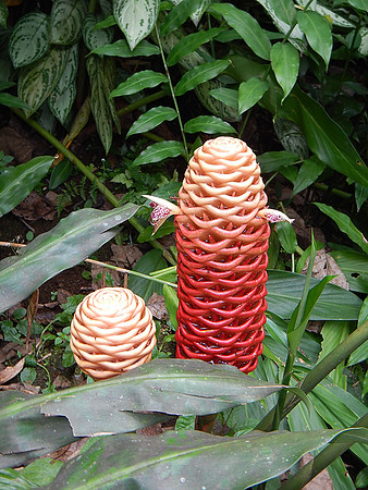 Beehive Ginger
