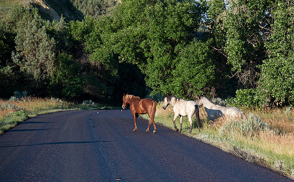 Wild Horses