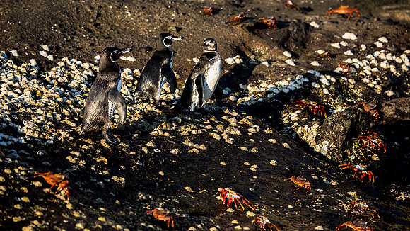 Galapagos Penguins
