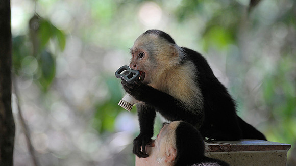White faced Monkeys