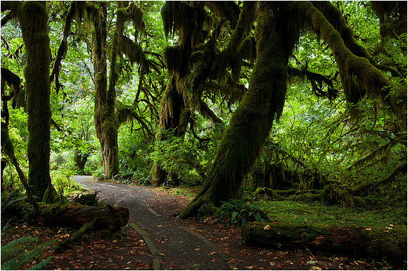 Hoh Rain Forest