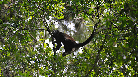 Howler Monkeys