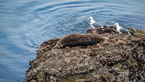 Point Lobos