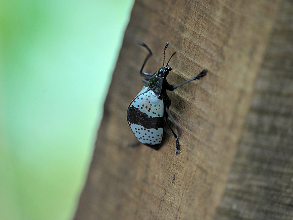 Pleasing Fungus Beetle